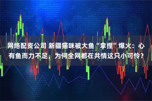 网络配资公司 新疆猫咪被大鱼“拿捏”爆火：心有鱼而力不足，为何全网都在共情这只小可怜？